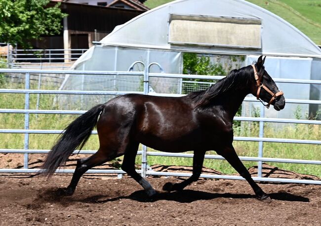 Picara Arenosas - PRE Pura Raza Espanola, Stute, 4 Jahre, Rappe mit Blesse, WOW Pferd  (WOW Pferd), Pferd kaufen, Bayern - Attenkirchen, Abbildung 6