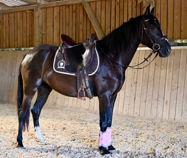 Picara Arenosas - PRE Pura Raza Espanola, Stute, 4 Jahre, Rappe mit Blesse, WOW Pferd  (WOW Pferd), Pferd kaufen, Bayern - Attenkirchen, Abbildung 2