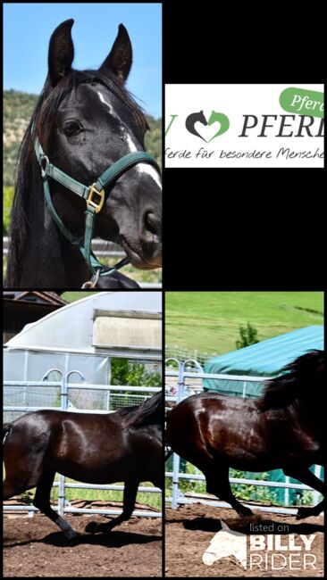 Picara Arenosas - PRE Pura Raza Espanola, Stute, 4 Jahre, Rappe mit Blesse, WOW Pferd  (WOW Pferd), Pferd kaufen, Bayern - Attenkirchen, Abbildung 9