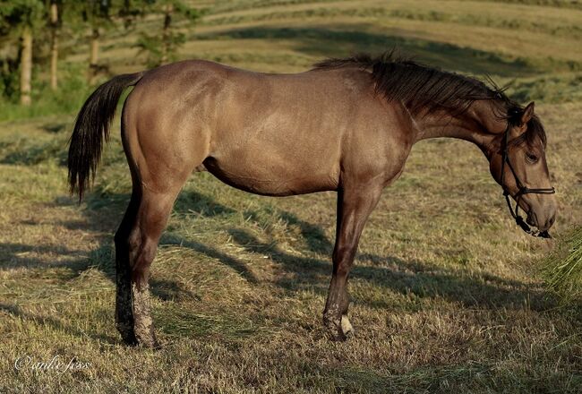 bildhübsches Reining Prospect, Kerstin Rehbehn (Pferdemarketing Ost), Horses For Sale, Nienburg