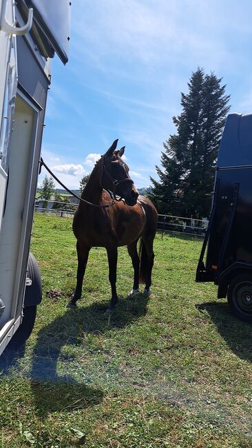 Bildhübsche Ponystute, Michelle , Horses For Sale, Aurolzmünster , Image 5