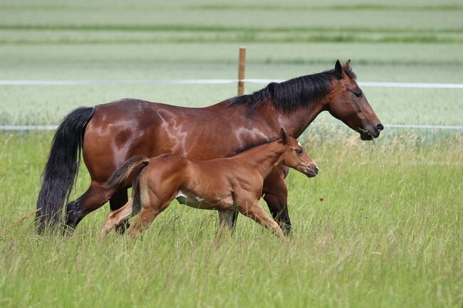 Wunderschöne 2 jährige QH/PH Stute zu verkaufen, Johanna Rohwer , Konie na sprzedaż, Herborn , Image 15