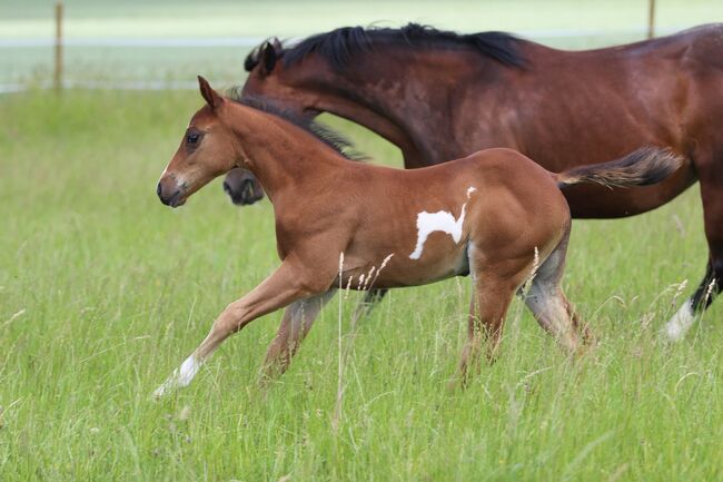 Wunderschöne 2 jährige QH/PH Stute zu verkaufen, Johanna Rohwer , Konie na sprzedaż, Herborn , Image 14