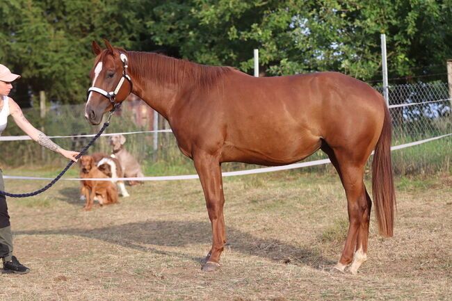 Wunderschöne 2 jährige QH/PH Stute zu verkaufen, Johanna Rohwer , Konie na sprzedaż, Herborn , Image 11