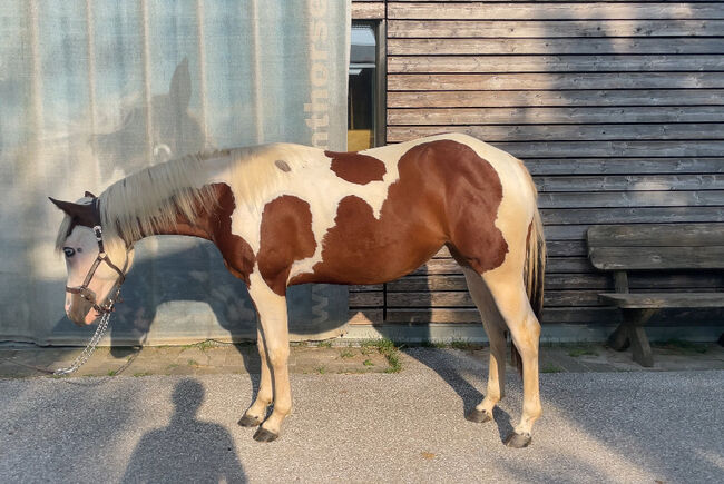 Wunderschöne 2-jährige Paint Horse Stute, Robert Windisch, Konie na sprzedaż, Hohenau an der Raab