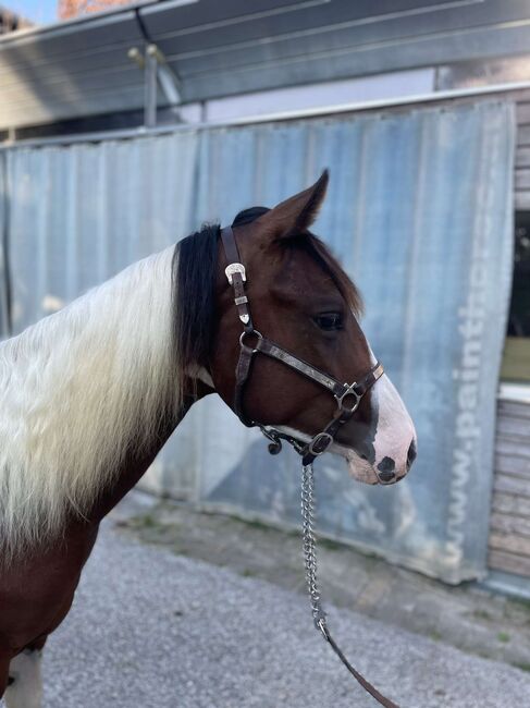 Wunderschöne 2-jährige Paint Horse Stute, Robert Windisch, Konie na sprzedaż, Hohenau an der Raab