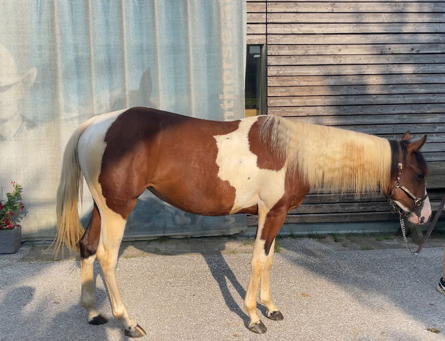 Wunderschöne 2-jährige Paint Horse Stute, Robert Windisch, Konie na sprzedaż, Hohenau an der Raab, Image 2