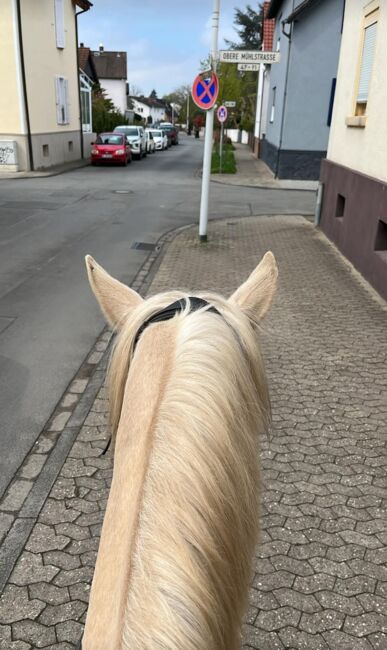 Feine 6 jährige palomino Stute zu verkaufen, Lisa kretschmann , Konie na sprzedaż, Darmstadt, Image 6