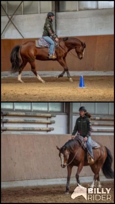 Wunderhübsche 7 jährige Paint Horse Stute sucht 5-Sterne Zuhause, Kerstin Rehbehn (Pferdemarketing Ost), Konie na sprzedaż, Nienburg, Image 3