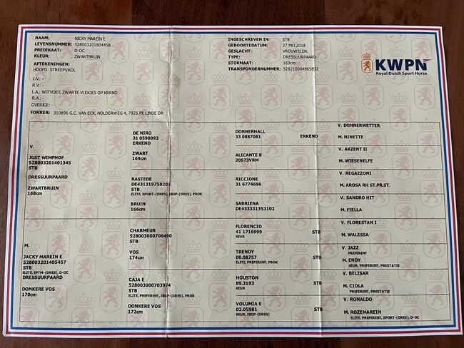 Bildhübsche 7 jährige Dressurstute zu verkaufen, Fiona Oppl, Konie na sprzedaż, Baumgarten am Tullnerfeld, Image 6