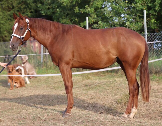 Wunderschöne, weit entwickelte Quarter Horse Stute mit excellenter Abstammung, Kerstin Rehbehn (Pferdemarketing Ost), Konie na sprzedaż, Nienburg, Image 4