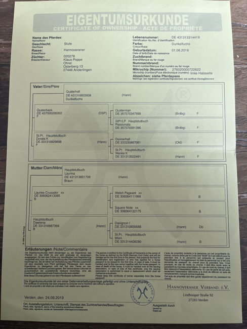 Wunderschöne Fuchsstute mit Herz & Perspektive, Lia , Konie na sprzedaż, Leingarten , Image 5