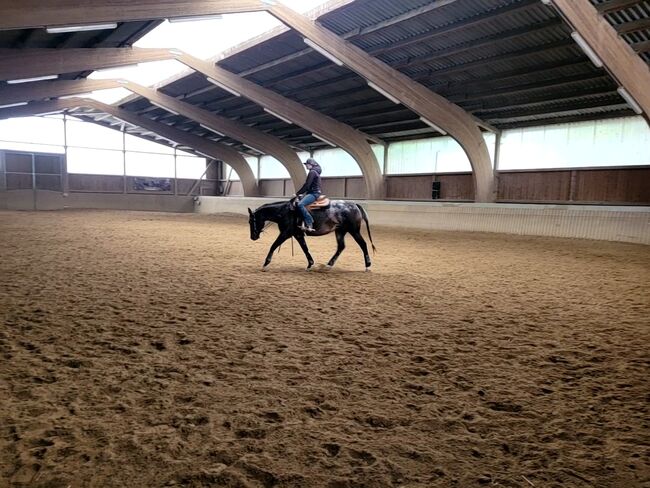 Bildschöne Appaloosa-Stute sucht ambitionierten Freizeitreiter, Emily Meier von Rouden, Konie na sprzedaż, Schmölln, Image 6