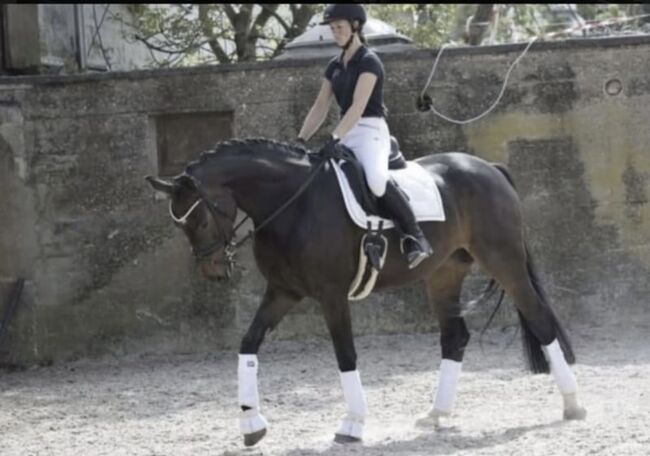 Wunderschöne Stute für Sport - Freizeit-Zucht, Christa Kellershohn, Konie na sprzedaż, Engelskirchen