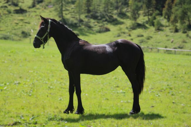 Wunderschöne Friesenstute, Michael Gruber, Konie na sprzedaż, Aschau im Zillertal, Image 3