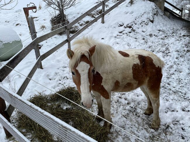 Schöne Haflinger Tinkerstute, Stefan Haas, Konie na sprzedaż, Mitterberg, Image 3