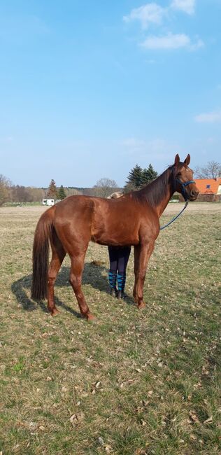 Wunderschöne Traberstute Sucht dringend Zuhause, Lisa, Konie na sprzedaż, Heideblick 