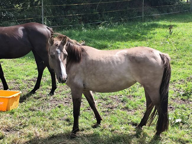 Schöne Ponystute, Tiffany Riske , Konie na sprzedaż, Ostereistedt
