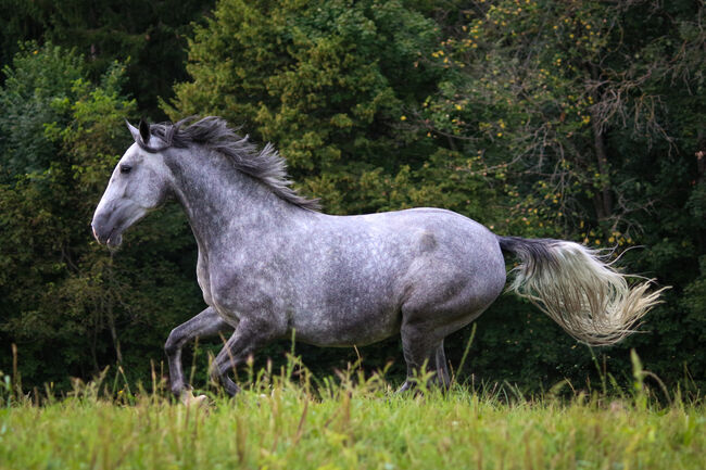 Wunderschöne Lipizzaner Stute zu verkaufen!, Fiona Wagner, Konie na sprzedaż, Gleisdorf