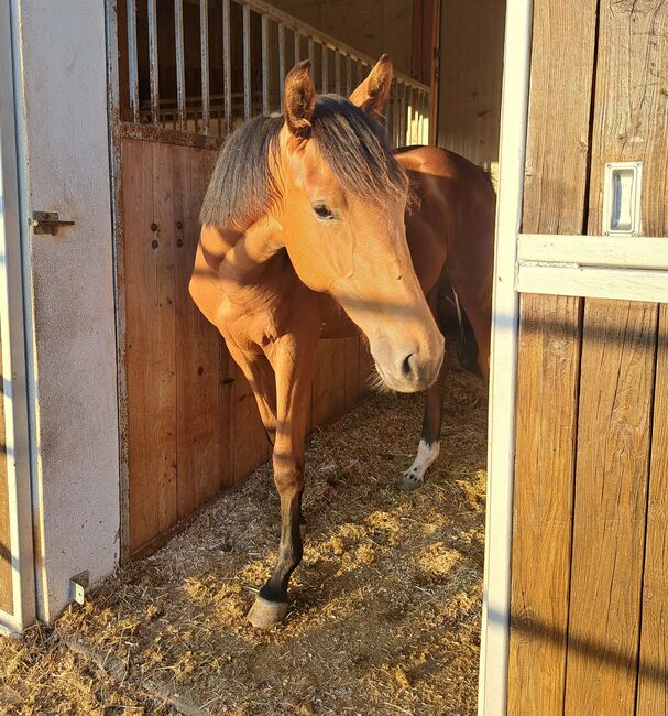 Wunderschöne Stute mit Top Springabstammung!!, Claudia, Konie na sprzedaż, Waldhausen im Strudengau 