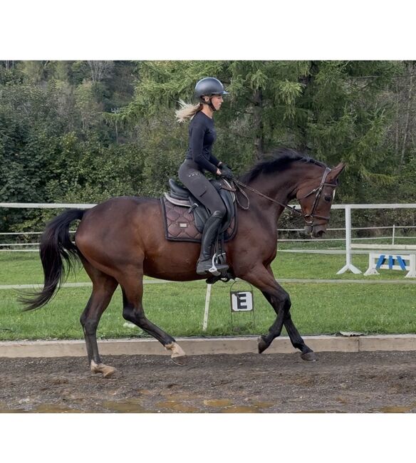 Wunderschöne Oldenburger Stute, Anna Bischof, Konie na sprzedaż, Sankt Peter am Kammersberg