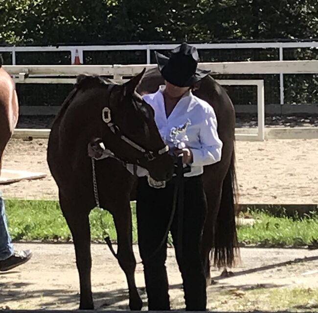 Traumhafte Paint Horse Stute 3 jährig, Tina Edenhofer-Rath, Konie na sprzedaż, Tieschen 