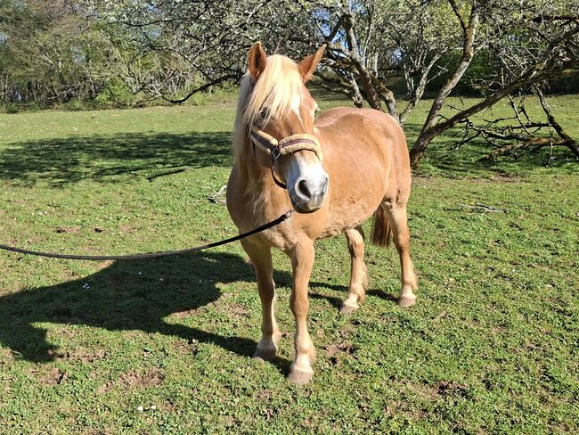 Schöne Edelbluthaflingerstute, Peter Bechter, Konie na sprzedaż, Quincey