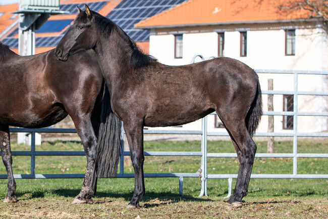 Wunderhübsche PRE Stute, Nováková , Konie na sprzedaż, Nova Bystrice , Image 9