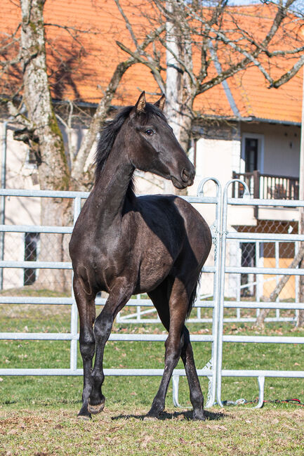 Wunderhübsche PRE Stute, Nováková , Konie na sprzedaż, Nova Bystrice , Image 2