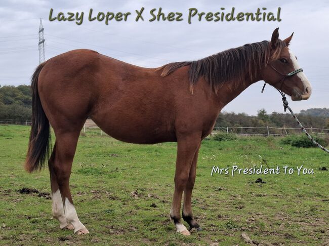 Bildhübsche AQHA Quarter Horse Stute, Tochter von Lazy Loper, Kerstin Rehbehn (Pferdemarketing Ost), Konie na sprzedaż, Nienburg