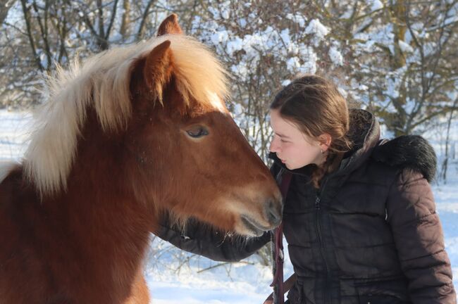 Wunderschöne Haflinger Stute zu verkaufen, Vivien Stolzenwald , Konie na sprzedaż, Сираково / Sirakovo