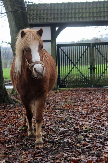 Bildhübsche Ponystute, Schräder, Konie na sprzedaż, Borgholzhausen 