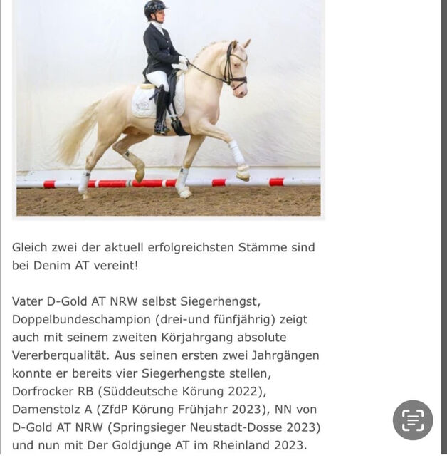 Wunderschöne Pony Stute Tragend Dressur Springen Vitalis, Kat, Konie na sprzedaż, Münstermaifeld, Image 12