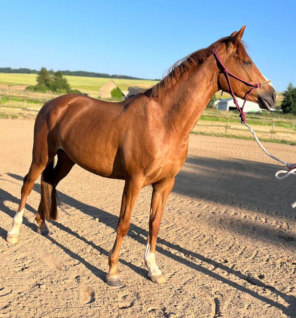 Wunderschöne Pony Stute Tragend Dressur Springen Vitalis, Kat, Konie na sprzedaż, Münstermaifeld, Image 9