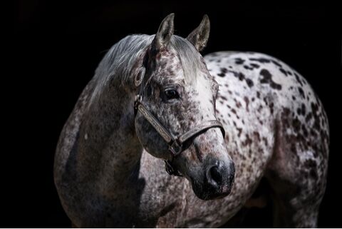 Wunderschönes Appaloosa Stutfohlen, Bernd Krämer, Konie na sprzedaż, Pappenheim , Image 9