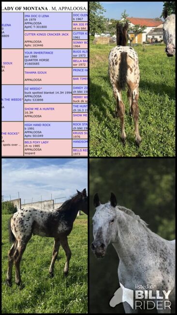 Wunderschönes Appaloosa Stutfohlen, Bernd Krämer, Konie na sprzedaż, Pappenheim , Image 10