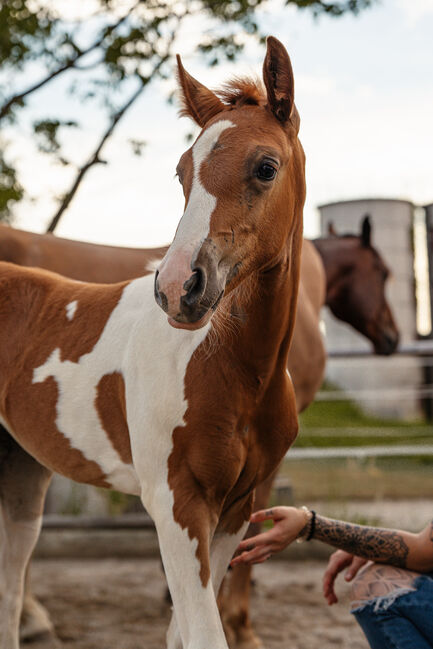 Wunderschönes Paint Horse Mix Stutfohlen, Anna, Konie na sprzedaż, Waldneukirchen