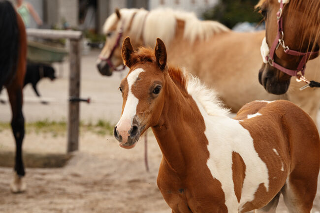 Wunderschönes Paint Horse Mix Stutfohlen, Anna, Konie na sprzedaż, Waldneukirchen, Image 5