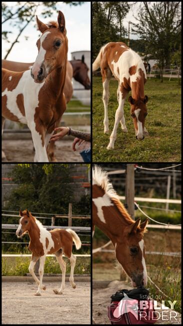 Wunderschönes Paint Horse Mix Stutfohlen, Anna, Konie na sprzedaż, Waldneukirchen, Image 10