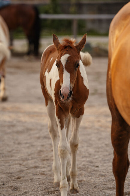 Wunderschönes Paint Horse Mix Stutfohlen, Anna, Konie na sprzedaż, Waldneukirchen, Image 9