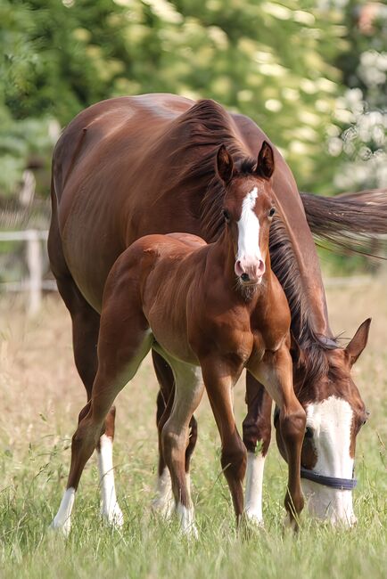 Wunderschönes Quarter Horse Stutfohlen mit guten Gängen, Kerstin Rehbehn (Pferdemarketing Ost), Konie na sprzedaż, Nienburg, Image 9