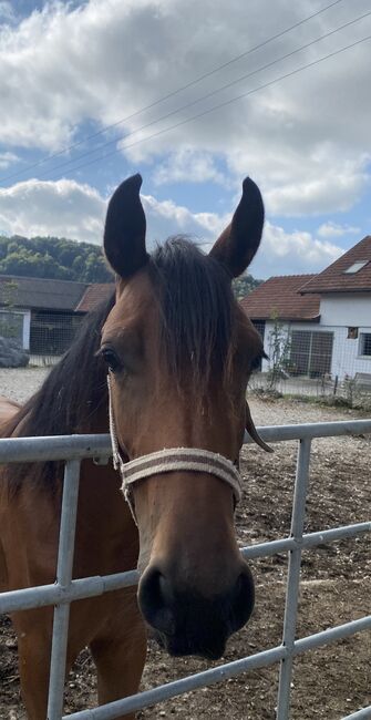 Schöne junge Stute zu verkaufen, Friedhelm Hanusch , Konie na sprzedaż, Feldkirchen, Image 2