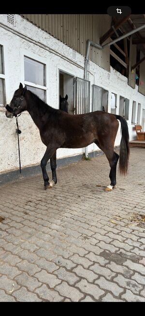 Wunderschöner Shagya Araber Distanzsport / endurance, Leoni, Konie na sprzedaż, Rotenburg an der Fulda, Image 5