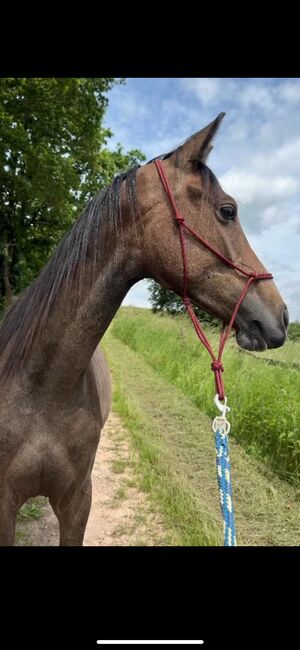 Wunderschöner Shagya Araber Distanzsport / endurance, Leoni, Konie na sprzedaż, Rotenburg an der Fulda, Image 2