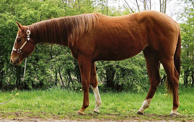 wunderschöne, charmante Paint Horse Stute, Kerstin Rehbehn (Pferdemarketing Ost), Konie na sprzedaż, Nienburg