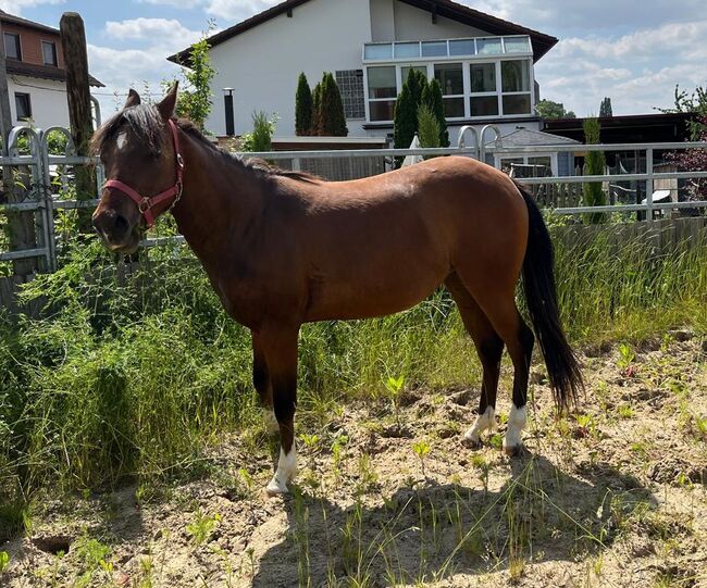 Bildhübsche Topsail Whiz Enkelin, Kerstin Rehbehn (Pferdemarketing Ost), Konie na sprzedaż, Nienburg, Image 15