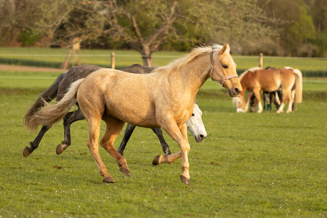 Wunderschöne, vielseitige Quarter Horse Stute zu verkaufen *2014, MA, Konie na sprzedaż, Wolfratshausen, Image 6