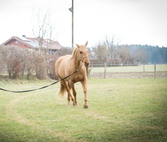 Wunderschöne, vielseitige Quarter Horse Stute zu verkaufen *2014, MA, Konie na sprzedaż, Wolfratshausen, Image 5