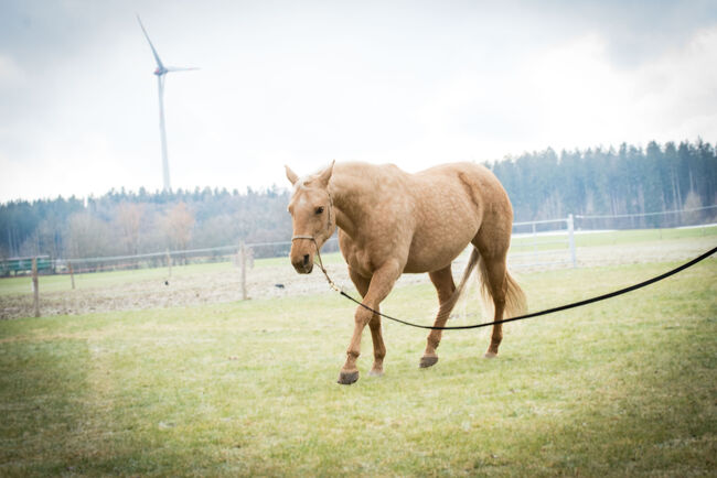 Wunderschöne, vielseitige Quarter Horse Stute zu verkaufen *2014, MA, Konie na sprzedaż, Wolfratshausen, Image 4