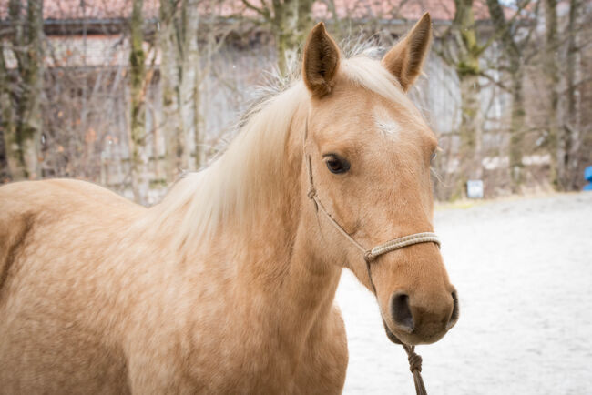 Wunderschöne, vielseitige Quarter Horse Stute zu verkaufen *2014, MA, Konie na sprzedaż, Wolfratshausen, Image 3